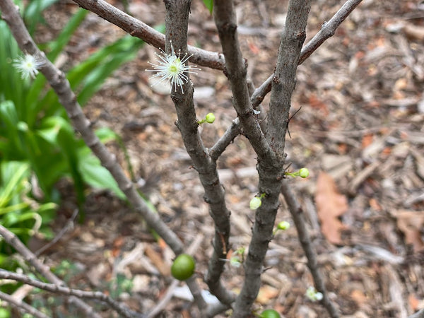 Plinia nana (Anã do cerrado) Jaboticaba Seeds
