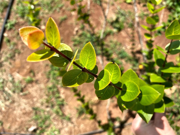 Plinia nana (Anã do cerrado) Jaboticaba Seeds