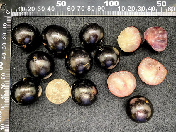 Plinia oblongata (Sour Jaboticaba, Jaboticaba Azeda) Seeds