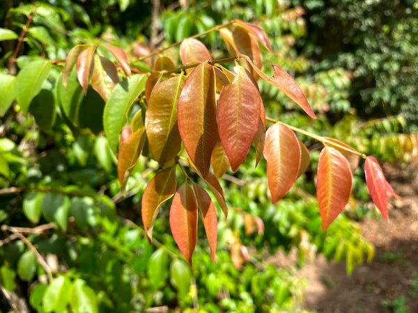 Plinia trunciflora "Cabinho Café Ipuiúna" Jaboticaba Seeds