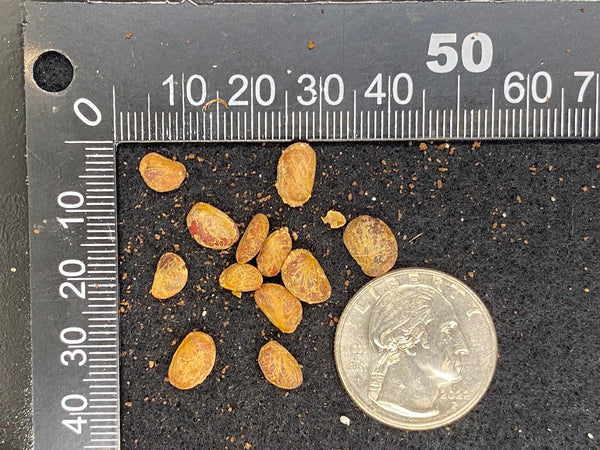 Plinia trunciflora (Jaboticaba) Seeds