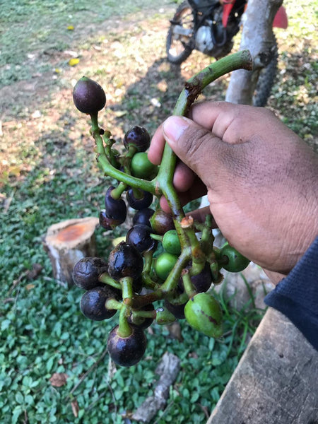 Pourouma cecropifolia (Uva da Amazonia, Amazon Grape) Seeds