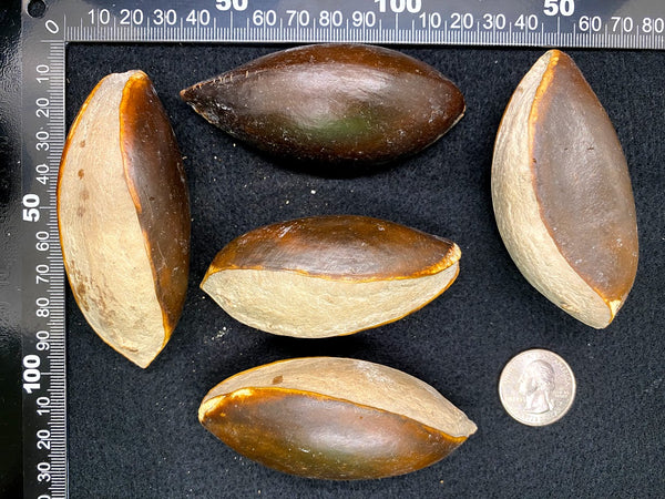 Pouteria sapota (Mamey Sapote) Seeds