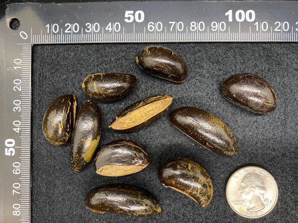 Pouteria sp. PQ2 Seeds