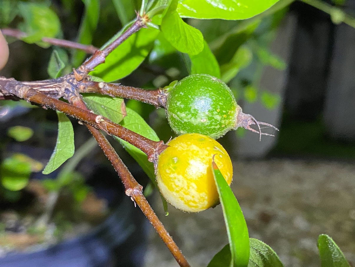Randia formosa (Blackberry Jam Fruit) Seeds