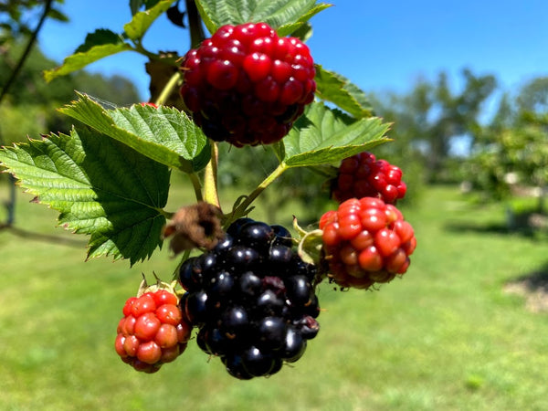 Rubus sp. "Natchez" Thornless Blackberry Seeds