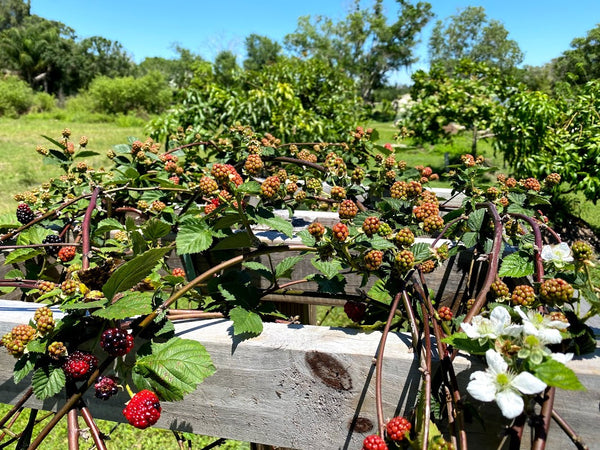 Rubus sp. "Natchez" Thornless Blackberry Seeds
