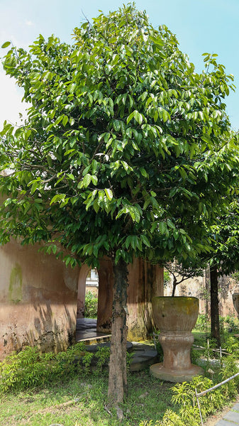 Stelechocarpus burahol (Kepel) Seeds