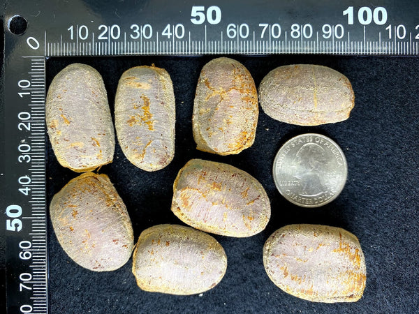 Stelechocarpus burahol (Kepel) Seeds