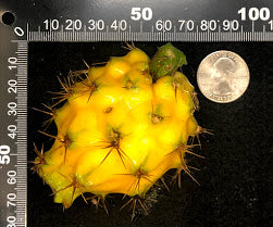 Stenocereus megalantha (Yellow Dragon Fruit) Seeds