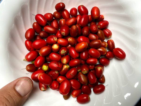 Synsepalum dulcificum (Miracle Fruit) Fruit Which Contain Seeds