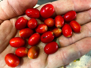 Synsepalum dulcificum (Miracle Fruit) Fruit Which Contain Seeds