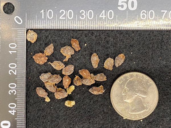 Vasconcellea goudotiana (Papayuelo) Seeds