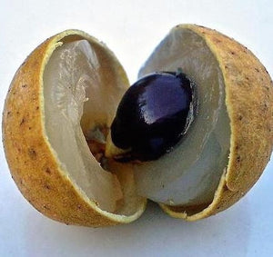 Dimocarpus longan "Biew Kiew" (Longan) Seeds
