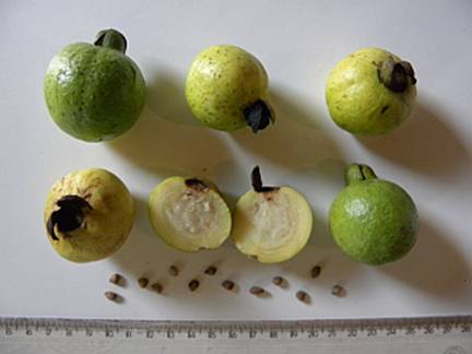 Psidium friedrichsthalianum (CAS Guava) seeds
